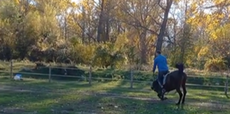 Кон метна Тервел Пулев от гърба си